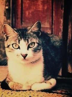 Кошечка на подстилке обои