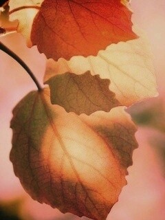 Макро фото осенней листвы обои