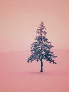 Одинокая ёлка обои