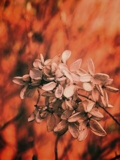 Увядший цветок обои