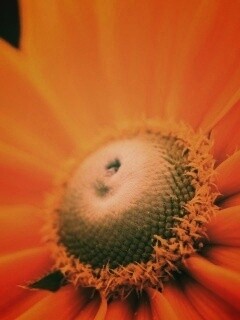 Недозрелый цветок подсолнечника обои