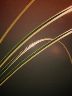 Четыре травинки обои