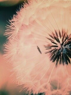 Макро фото одуванчика обои