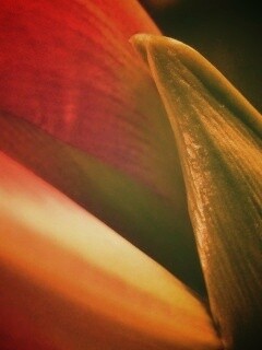 Макро фото цветка обои