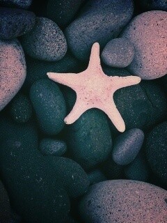 Звезда на морской гальке обои