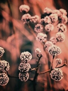 Иний на растении обои