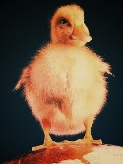 Утёнок на глобусе обои