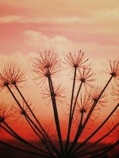 Зонтичное соцветие обои