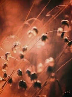 Увядающие цветочки обои