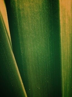 Сочная травинка обои