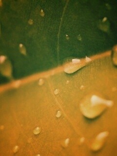 Капли на листе обои