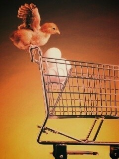 Цыплёнок покупает яйца обои