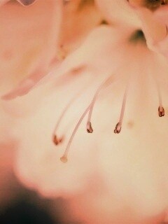 Цветок орхидеи обои