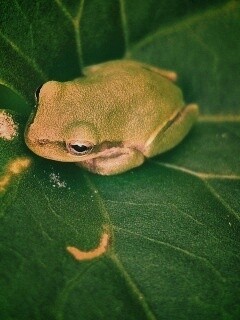 Лягушка на листике обои