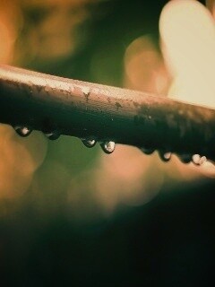 Капли на стебле обои