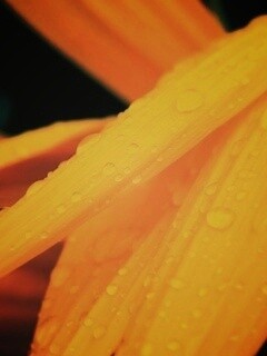 Капли на желтом лепестке обои