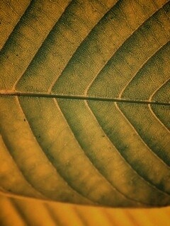 Листик обои