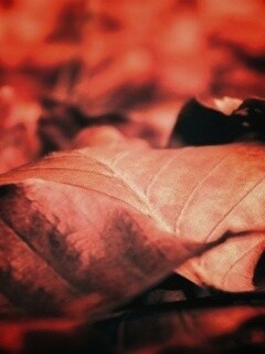 Мертвые листья обои