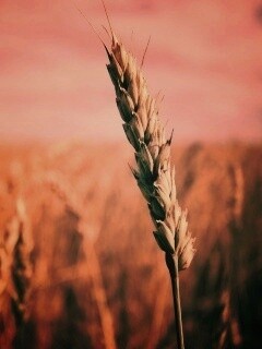 Колосок обои