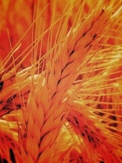 Зреющий колос обои