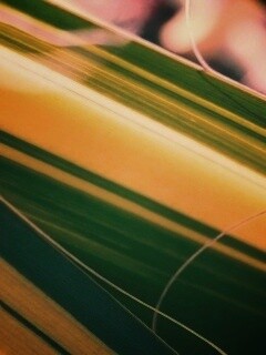 Желто-зеленые травинки обои