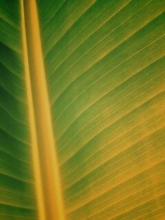 Желтый черенок листа обои