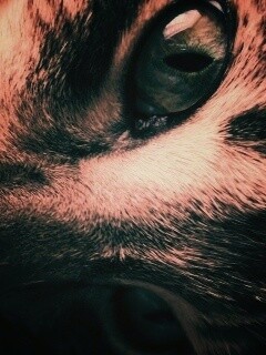 Мордашка кота крупным планом обои