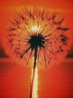 Одуванчик на закател обои
