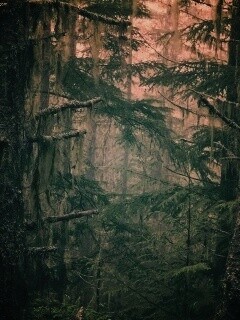 Темная чаща обои