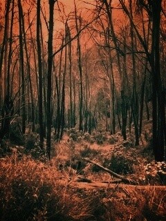 Мрачная чаща обои