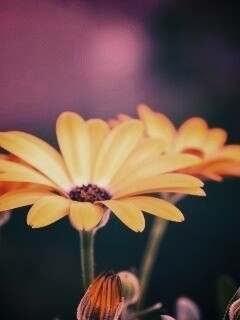 Три желтых цветка обои