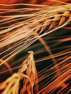 Лохматые колосья обои