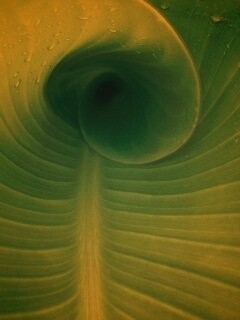 Свернутый в трубочку лист обои