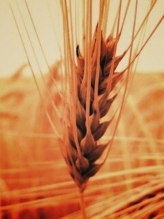 Короткий колос обои