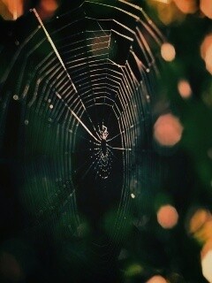 Круглая паутина обои