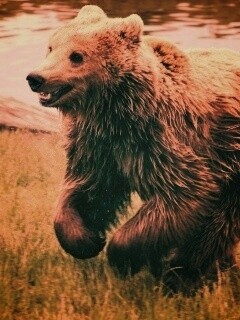 Мокрый мишка обои