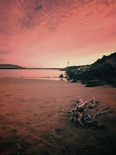 Коряга не берегу обои