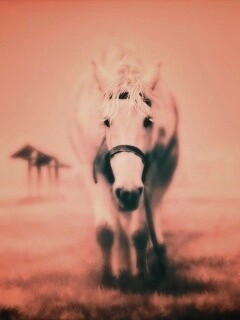 Лошадка обои