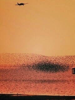 Взлетающая стая птиц обои