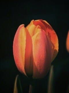 Распускающийся тюльпан обои