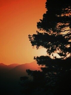 Силуэт дерева на закате обои