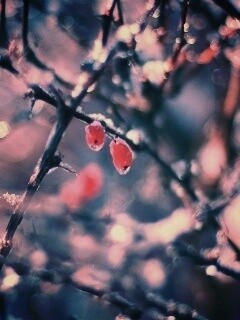 Замерзшие ягоды обои