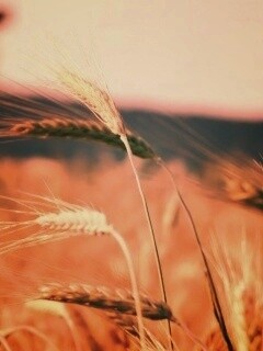 Колоски на ветру обои