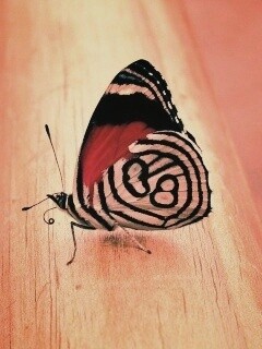 Бабочка на бревне обои