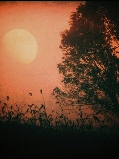 Дерево ночью обои