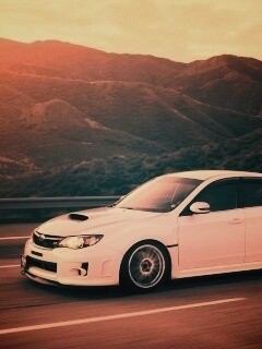 Белый субарь на тарссе обои