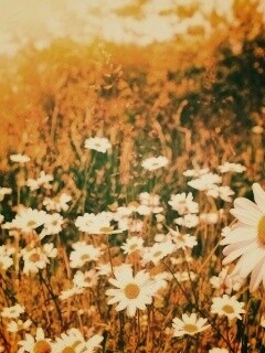 Солнечные ромашки обои