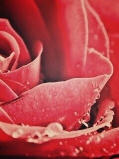 Капли на бутоне розы обои