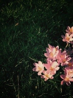 Фиалки на траве обои