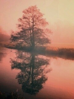 Дерево в тумане обои